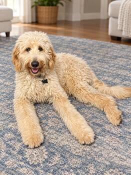 Bro -  Goldendoodle Dog for Adoption in Greensboro, North Carolina - Bro | PetCurious