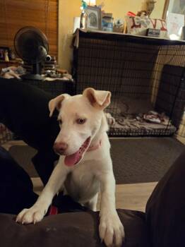 Lola -  Siberian Husky Dog for Adoption in Huber Heights, Ohio - Lola | PetCurious