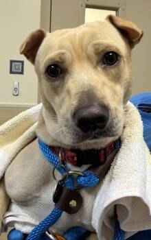 Russet -  Mixed Breed Dog for Adoption in Honolulu, Hawaii - Russet | PetCurious