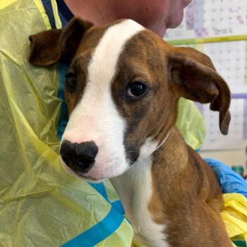 Zucchini -  Pit Bull Terrier and Hound Dog for Adoption in Nashville, Tennessee - Zucchini | PetCurious