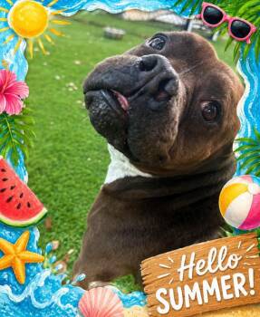 Mixed Breed Dogs Available for Adoption in Palm Harbor, Florida - Mazie | PetCurious