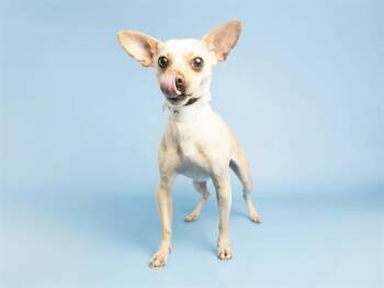 BANJO -  Chihuahua Dog Available for Adoption in Phoenix, Arizona - BANJO | PetCurious