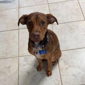 Terrier and Beagle Dogs Available for Adoption - Jilly Bean | PetCurious