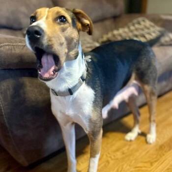 Elise ER -  Hound and Mixed Breed Dog for Adoption in Union, Missouri - Elise ER | PetCurious