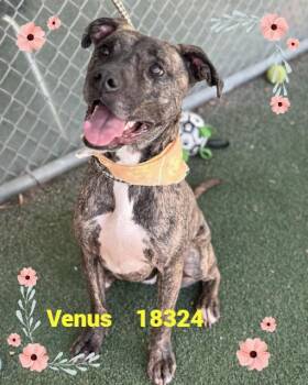 Pit Bull Terrier Dogs Available for Adoption in Marietta, Georgia - VENUS | PetCurious