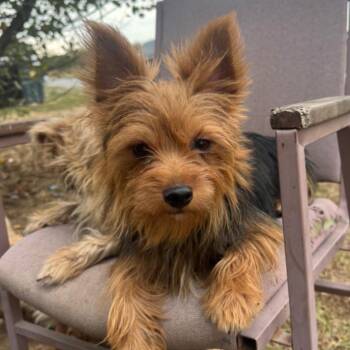 Charlie/Boxer -  Yorkshire Terrier Dog for Adoption in West Plains, Missouri - Charlie/Boxer | PetCurious