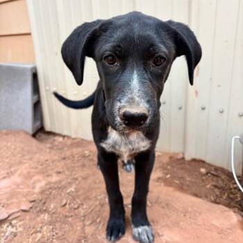 Butternut Squash Puree -  Mixed Breed Dog for Adoption in Moab, Utah - Butternut Squash Puree | PetCurious