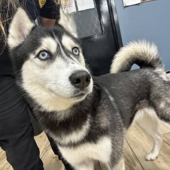 Tiny -  Siberian Husky Dog for Adoption in Newark, New Jersey - Tiny | PetCurious