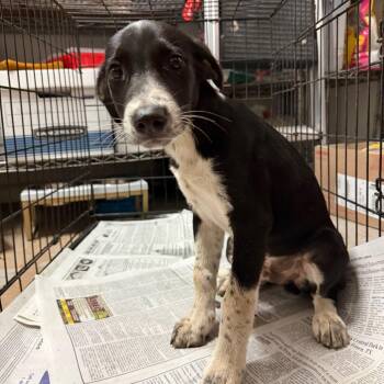 Bucky -  Retriever and Mixed Breed Dog for Adoption in Edinburg, Texas - Bucky | PetCurious