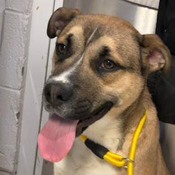 Milo -  Mixed Breed Dog for Adoption in Jeffersonville, Indiana - Milo | PetCurious
