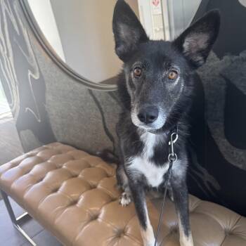 Ireland - one of the sweetest girls with a big personality -  Shepherd and Husky Dog for Adoption in Oriskany, New York - Ireland - One Of The Sweetest Girls With A Big Personality | PetCurious