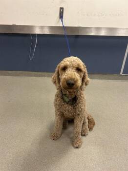 BUBBY -  Poodle Dog for Adoption in Doral, Florida - BUBBY | PetCurious