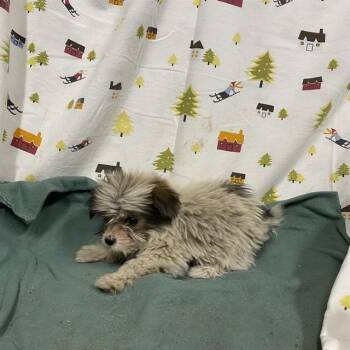 A614491 -  Poodle and Mixed Breed Dog for Adoption in Modesto, California - A614491 | PetCurious