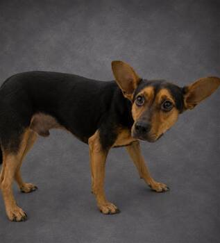A1269752 -  Labrador Retriever Dog for Adoption in Winter Haven, Florida - A1269752 | PetCurious