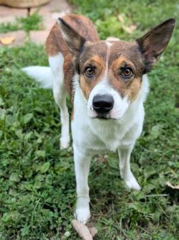 JASPER -  Border Collie and Mixed Breed Dog for Adoption in St. Peters, Missouri - JASPER | PetCurious