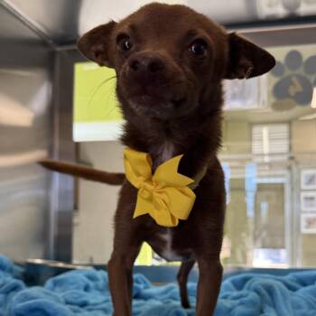 Chip -  Mixed Breed Dog for Adoption in Las Cruces, New Mexico - Chip | PetCurious