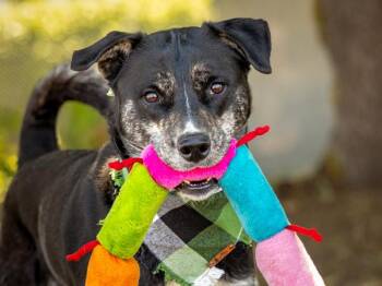 Tacoma -  Shepherd and Mixed Breed Dog for Adoption in Portland, Oregon - Tacoma | PetCurious
