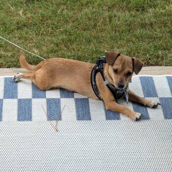 Tommy -  Chihuahua and Mixed Breed Dog for Adoption in Wake Forest, North Carolina - Tommy | PetCurious