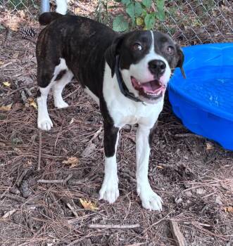 Bebe -  Beagle Dog for Adoption in Little Rock, Arkansas - Bebe | PetCurious