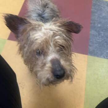 Raphael -  Yorkshire Terrier Dog for Adoption in Philadelphia, Pennsylvania - Raphael | PetCurious