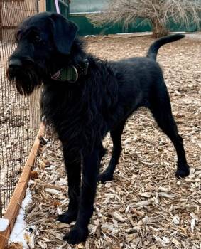 Poodle and Giant Schnauzer Dogs Available for Adoption - Larke | PetCurious
