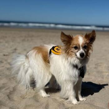Zephyr- quite the gentleman -  Papillon Dog for Adoption in Portland, Oregon - Zephyr- Quite The Gentleman | PetCurious