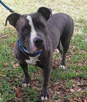 American Staffordshire Terrier Dogs Available for Adoption in Fort Lauderdale, Florida - PUCCI | PetCurious