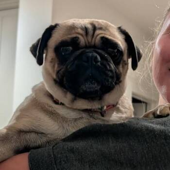 DollyJane -  Pug Dog for Adoption in Sinking Spring, Pennsylvania - DollyJane | PetCurious