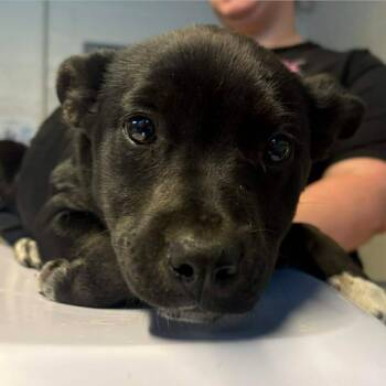 Mixed Breed Dogs Available for Adoption - Valkryie | PetCurious