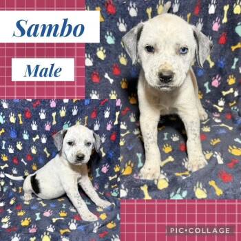 Catahoula Leopard Dog Dogs Available for Adoption in Manchester, Connecticut - Sambo | PetCurious