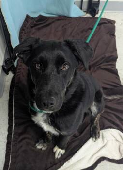 Labrador Retriever Dogs Available for Adoption in Salt Lake City, Utah - Rain | PetCurious