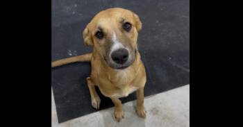 Sunny -  Labrador Retriever and Shepherd Dog for Adoption in Dallas, Texas - Sunny | PetCurious