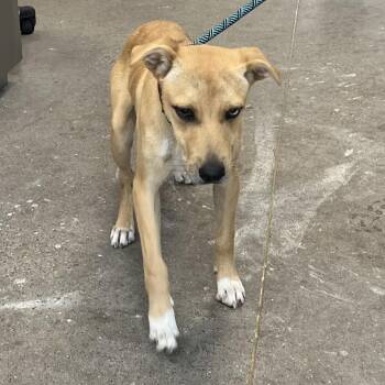 111783 -  Mixed Breed Dog for Adoption in Las Cruces, New Mexico - 111783 | PetCurious