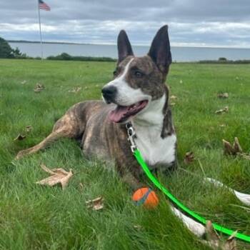 Rescue Mixed Breed Dogs for Adoption in Blairstown, New Jersey - Clark | PetCurious