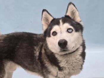 Lobo -  Siberian Husky and Mixed Breed Dog for Adoption in Minneapolis, Minnesota - Lobo | PetCurious