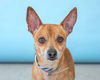 Chihuahua Dogs Available for Adoption in Pasadena, California - WAFFLES | PetCurious