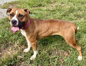 Capri -  Mixed Breed Dog for Adoption in Mckeesport, Pennsylvania - Capri | PetCurious