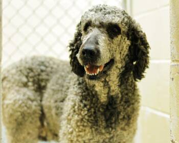Poodle and Mixed Breed Dogs Available for Adoption - PERRY | PetCurious
