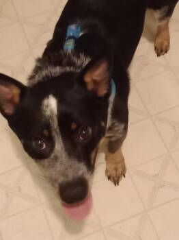 Bud -  Australian Cattle Dog Blue Heeler Dog for Adoption in Pocatello, Idaho - Bud | PetCurious