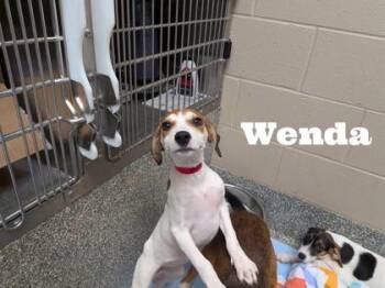 Wenda -  Labrador Retriever and Beagle Dog for Adoption in Morton Grove, Illinois - Wenda | PetCurious