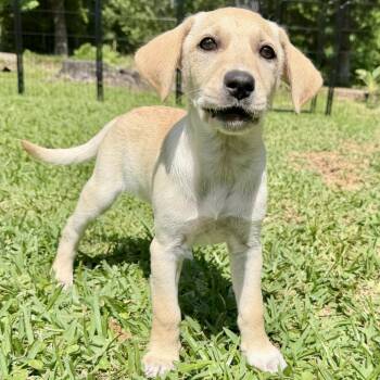 Mixed Breed Dogs Available for Adoption in Livingston, Texas - Magnolia | PetCurious