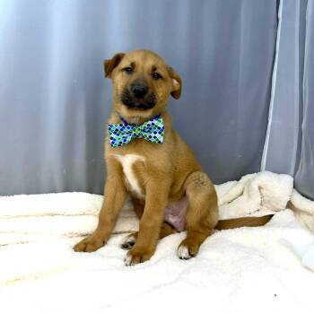 Black Mouth Cur and German Shepherd Dog Dogs Available for Adoption - Dandelion  | PetCurious