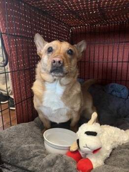 Rescue Chihuahua and Shetland Sheepdog Sheltie Dogs for Adoption in Baltimore, Maryland - Todd | PetCurious