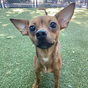 Nikki -  Chihuahua Dog for Adoption in Providence, Rhode Island - Nikki | PetCurious