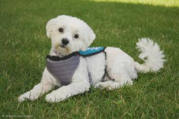 Ziggy -  Maltese Dog for Adoption in Los Angeles, California - Ziggy | PetCurious