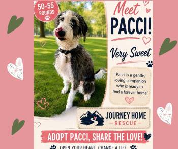 Pucci -  Greyhound Dog for Adoption in East Wenatchee, Washington - Pucci | PetCurious