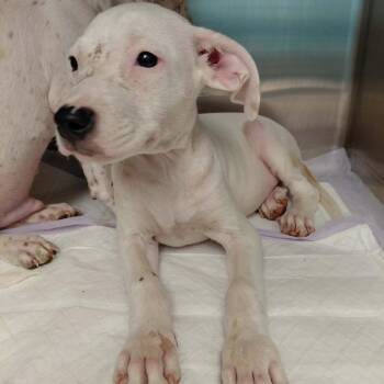 Harvest Moon -  Mixed Breed Dog for Adoption in Austin, Texas - Harvest Moon | PetCurious