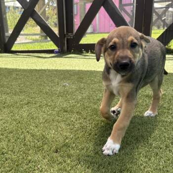 Pup 7 4076 -  Mixed Breed Dog for Adoption in Loxahatchee Groves, Florida - Pup 7 4076 | PetCurious