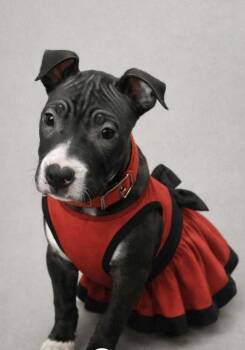 Pit Bull Terrier and Shar Pei Dogs Available for Adoption - Aurora | PetCurious