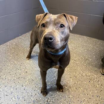 TUSC-Stray-84666 -  Pit Bull Terrier and Mixed Breed Dog for Adoption in Tuscaloosa, Alabama - TUSC-Stray-84666 | PetCurious
